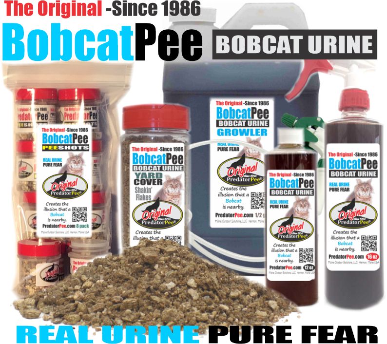 Bobcat Urine Natural Rodent Repellent PredatorPee Store