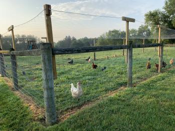 hawk vest for chickens